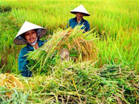 Thế giới tăng mua, Việt Nam hết gạo bán