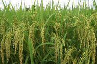 Giống mới Giống lúa TBR45: Gạo thơm dẻo, năng suất cao